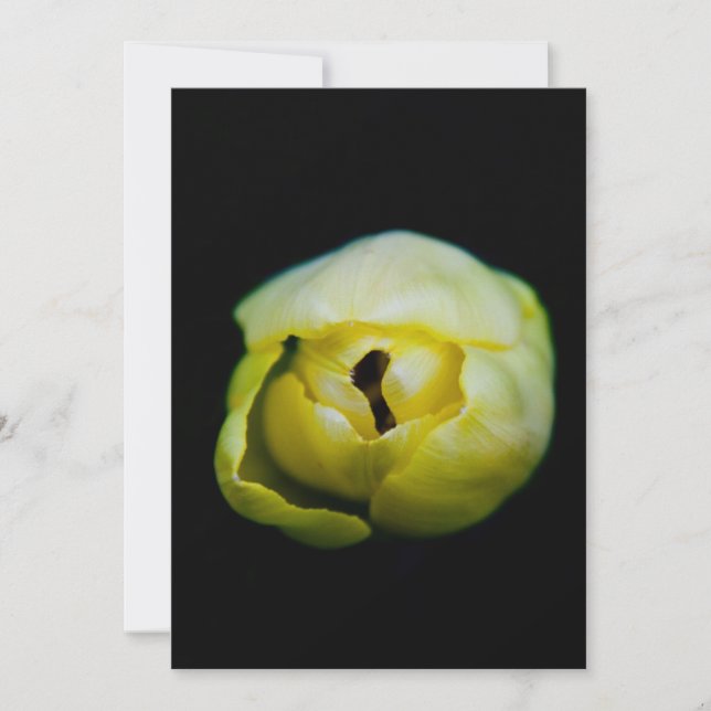 Stängd tulpanrör (Framsida)