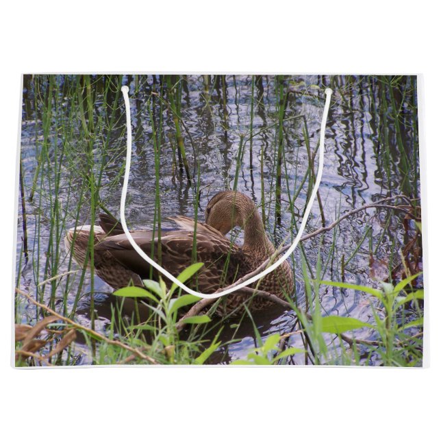 Stängfoto av anka (Framsidan)