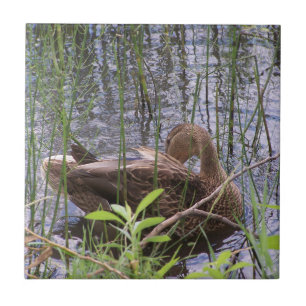 Stängfoto av anka kakelplatta