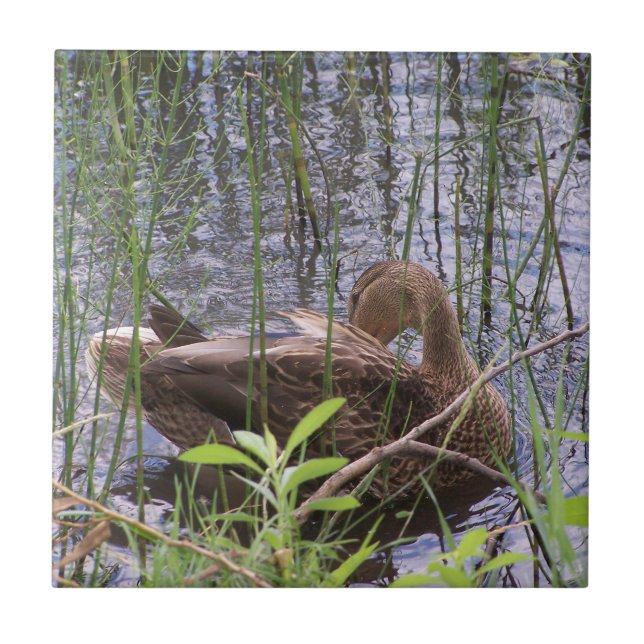 Stängfoto av anka kakelplatta (Framsidan)