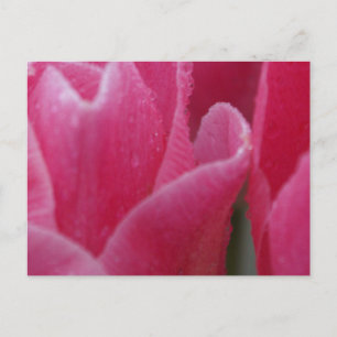Stängfoto av Rosa Tulips på kort