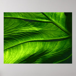 Stängfoto från grönt löv poster