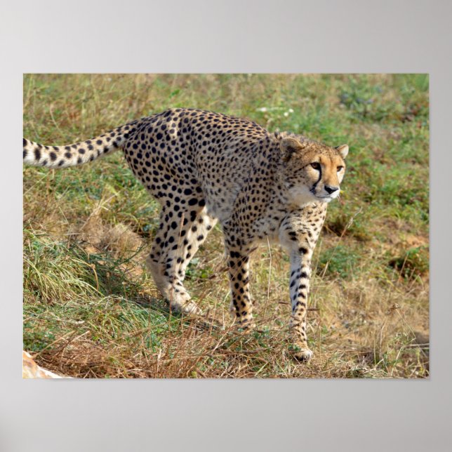 Stängning av African Cheetah Poster (Framsidan)