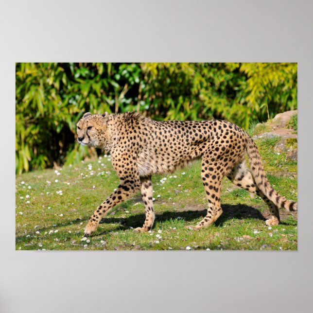 Stängning av African Cheetah Poster (Framsidan)