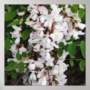 Stängning av akacia-blommor poster