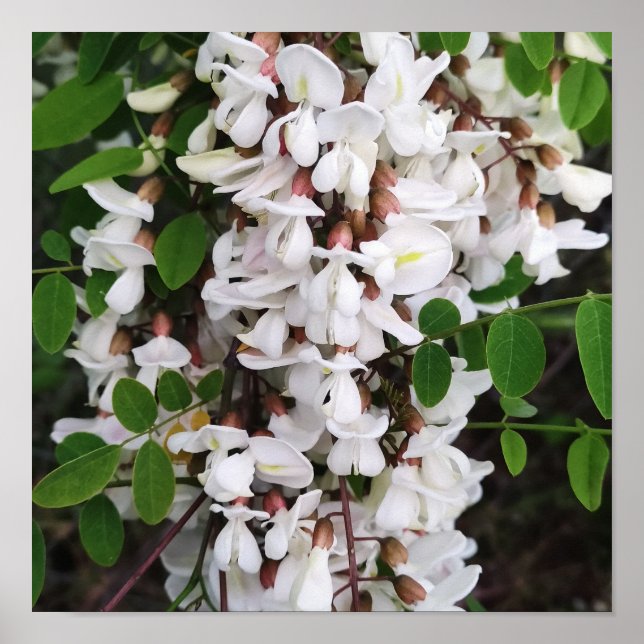 Stängning av akacia-blommor poster (Framsidan)