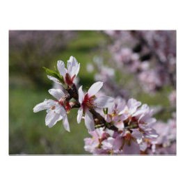 Stängning av Almond Blommar Perfect Poster