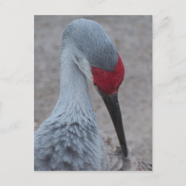 Stängning av ansikte i en Sand Backe Crane Vykort (Framsida)
