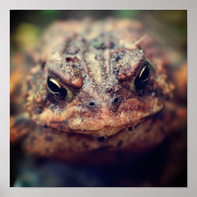 Stängning av Ansikte uppåt Poster (Framsidan)