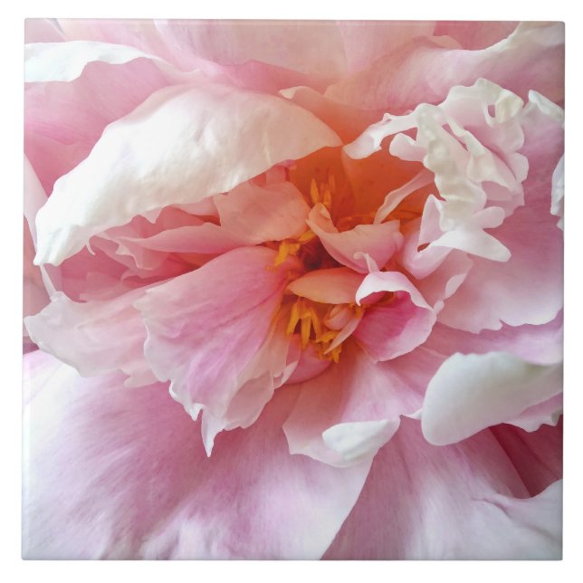 Stängning av Blek Rosa Peonies Kakelplatta (Framsidan)
