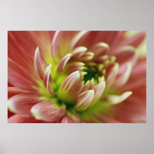 Stängning av blomma 2 poster (Framsidan)