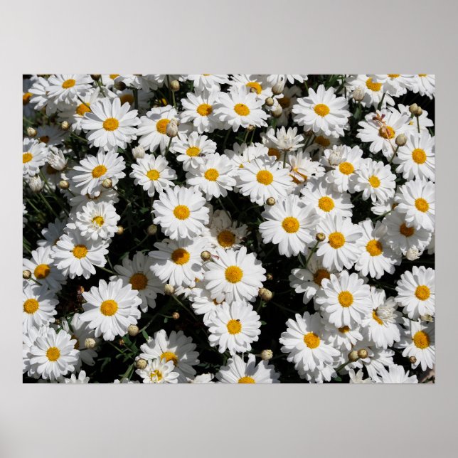 Stängning av blommor av vit daisy poster (Framsidan)