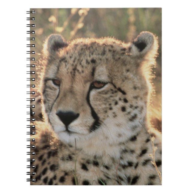 Stängning av Cheetah Anteckningsbok Med Spiral (Framsidan)