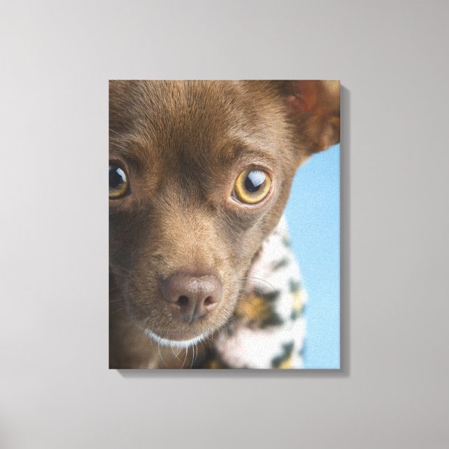 Stängning av chihuahua med hårig collar canvastryck (Framsida)