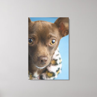 Stängning av chihuahua med hårig collar canvastryck