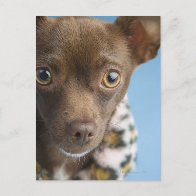 Stängning av chihuahua med hårig collar vykort (Framsida)