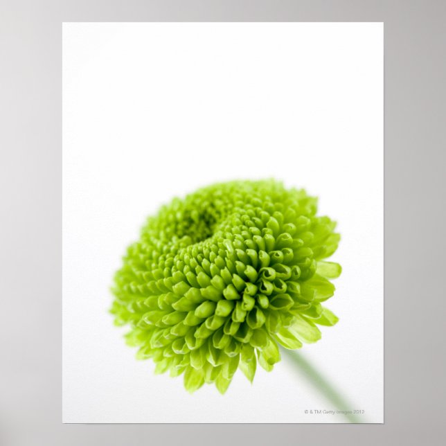 Stängning av Chrysanthemum-blommans huvud 2 Poster (Framsidan)