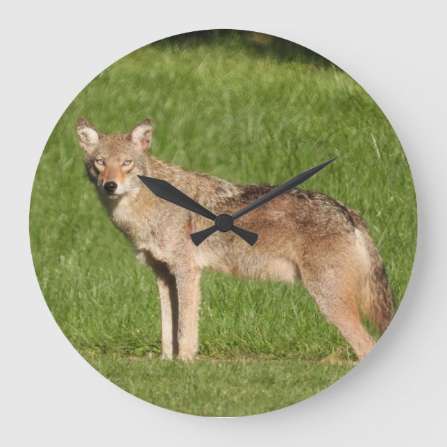 Stängning av Coyote Stor Klocka (Framsida)