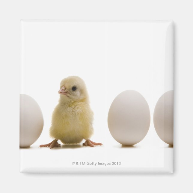Stängning av en baby-chick med tre ägg magnet (Framsidan)