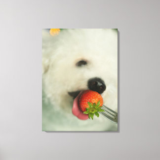 Stängning av en Bichon Frise som äter jordgubbsbär Canvastryck
