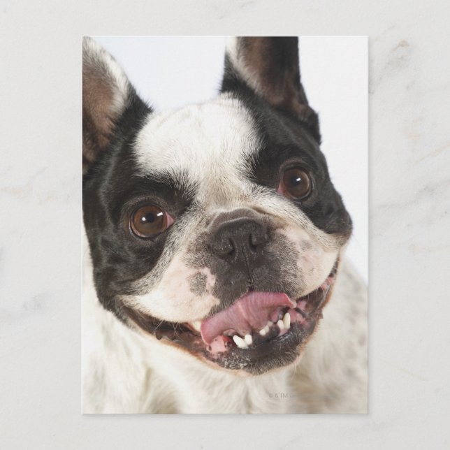 Stängning av en Boston Terrier som håller ut sin Vykort (Framsida)
