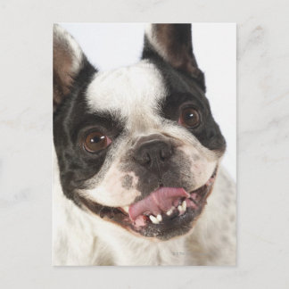 Stängning av en Boston Terrier som håller ut sin Vykort