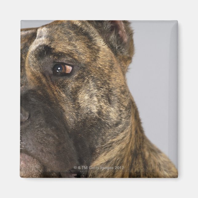 Stängning av en Boxer Magnet (Framsidan)