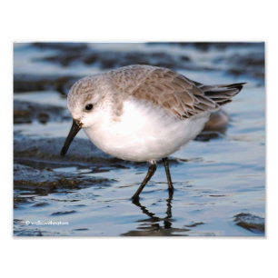 Stängning av en Busy Sanderling Fototryck