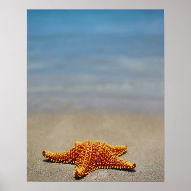 Stängning av en Cushion Starfish Poster (Framsidan)