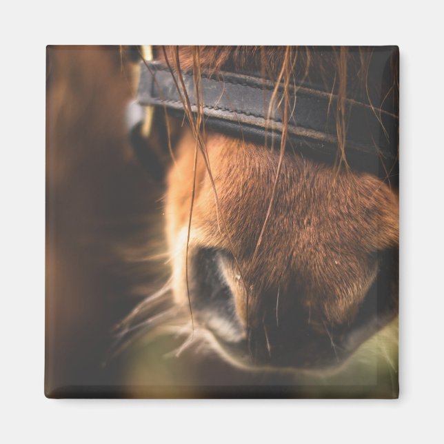 Stängning av en Cute Brown Horse Nose Magnet (Framsidan)