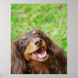 Stängning av en Dachshund-hund Poster