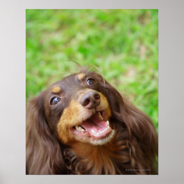 Stängning av en Dachshund-hund Poster (Framsidan)