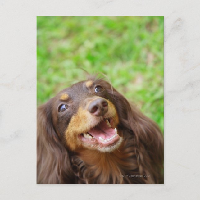 Stängning av en Dachshund-hund Vykort (Framsida)