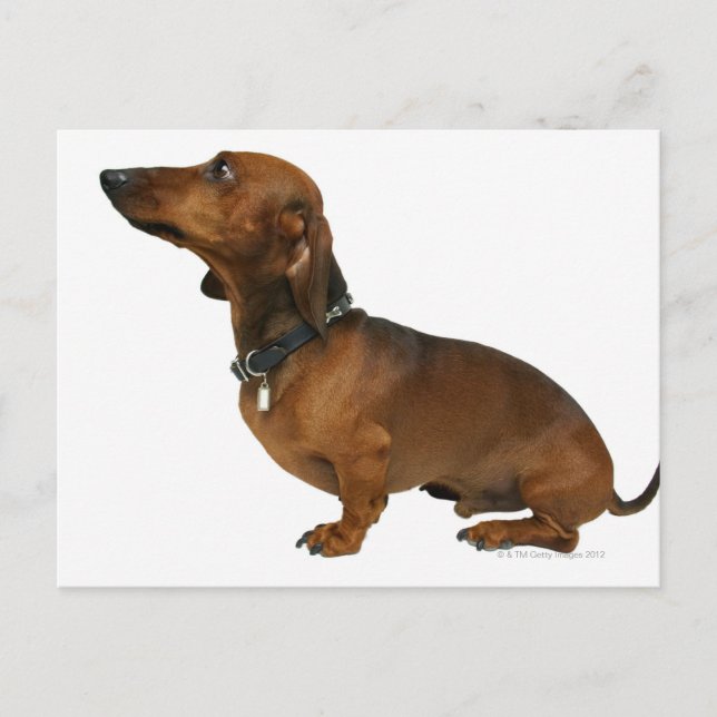 Stängning av en dachshund vykort (Framsida)