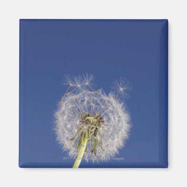 Stängning av en dandelion magnet (Framsidan)