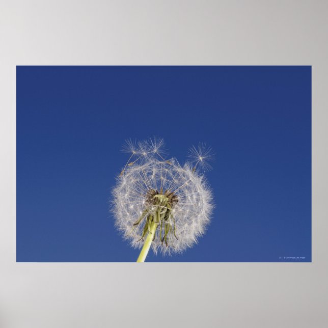 Stängning av en dandelion poster (Framsidan)
