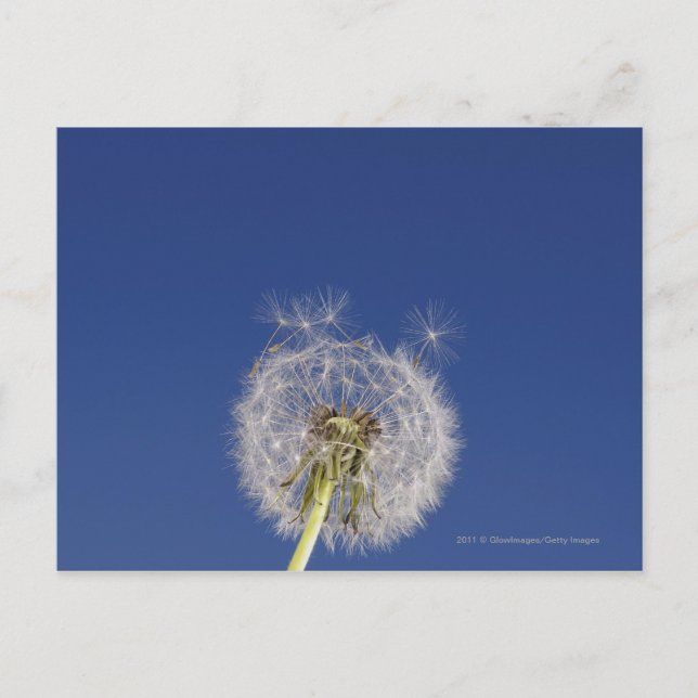 Stängning av en dandelion vykort (Framsida)
