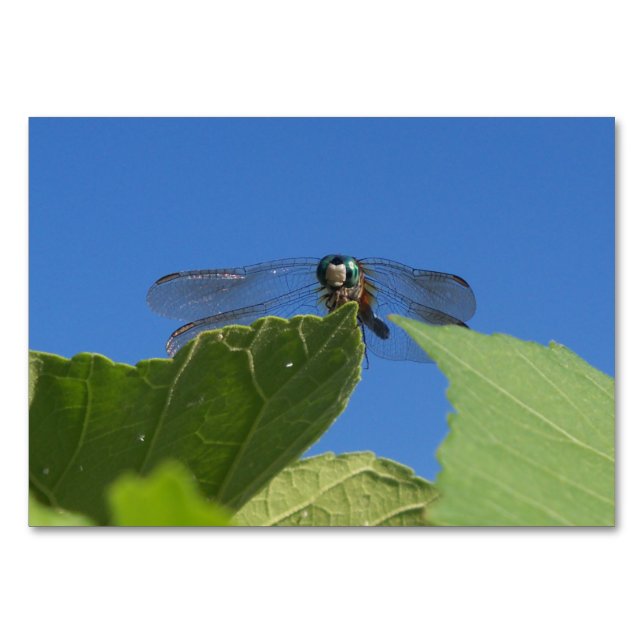 Stängning av en dragonfly mot ett starkt blå himme bordsnummer (Framsidan)