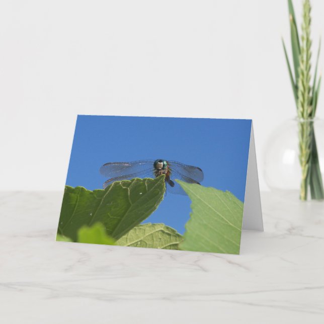 Stängning av en dragonfly mot ett starkt blå himme kort (Framsida)
