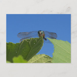 Stängning av en dragonfly mot ett starkt blå himme vykort