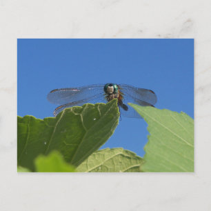 Stängning av en dragonfly mot ett starkt blå himme vykort