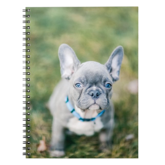 Stängning av en Fransk Bulldog Anteckningsbok (Framsidan)