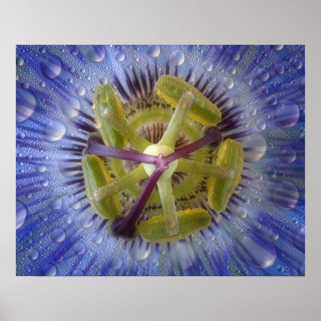 Stängning av en grym passionsblomma. Kredit som: D Poster (Framsidan)