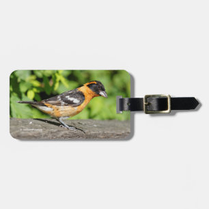 Stängning av en handisk, svart-märkt Grosbeak Bagagebricka