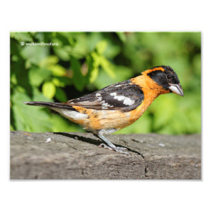 Stängning av en handisk, svart-märkt Grosbeak Fototryck