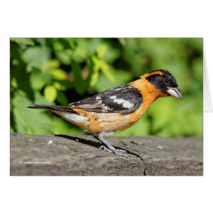 Stängning av en handisk, svart-märkt Grosbeak Hälsningskort