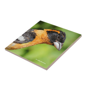 Stängning av en handisk, svart-märkt Grosbeak Kakelplatta