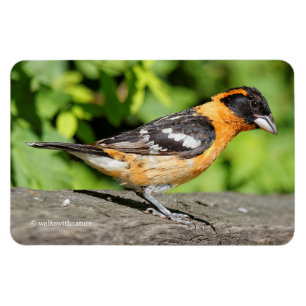Stängning av en handisk, svart-märkt Grosbeak Magnet
