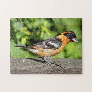 Stängning av en handisk, svart-märkt Grosbeak Pussel