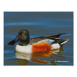 Stängning av en Handsome Northern Shoveler Anka Fototryck